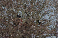 Phalacrocorax carbo