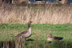 Anser anser