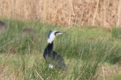Phalacrocorax carbo