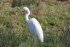 Ardea alba
