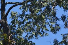 Xylopia brasiliensis