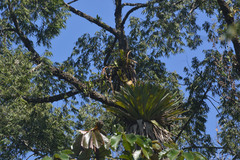 Xylopia brasiliensis