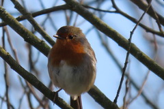 Erithacus rubecula