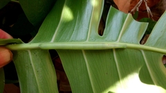 Eupanacra