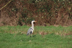 Ardea cinerea