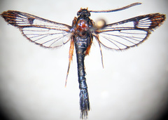 Synanthedon richardsi