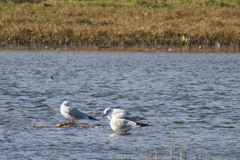 Chroicocephalus ridibundus