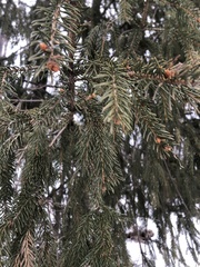 Picea