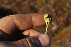 Botrychium crenulatum