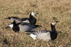 Branta leucopsis
