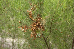 Dodonaea filifolia