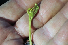 Botrychium crenulatum