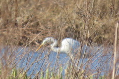 Ardea alba