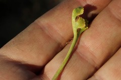 Botrychium crenulatum