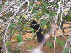 Cacicus chrysonotus