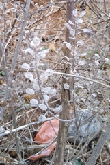 Lepidium perfoliatum