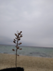 Lepidium perfoliatum