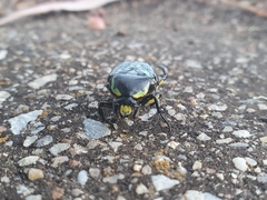 Chlorobapta frontalis