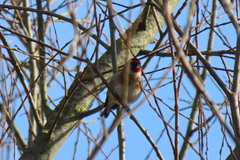 Carduelis carduelis