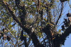 Tillandsia gardneri