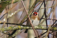 Carduelis carduelis