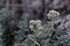 Teucrium capitatum capitatum