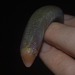 Smallhead Worm Lizard - Photo (c) Liu Idárraga Orozco, some rights reserved (CC BY-NC), uploaded by Liu Idárraga Orozco