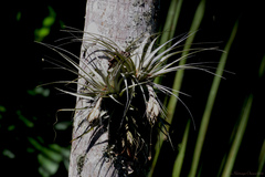 Tillandsia gardneri