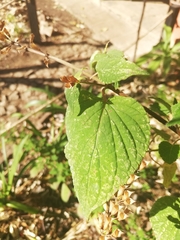 Salvia holwayi