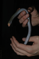 Leposternon microcephalum