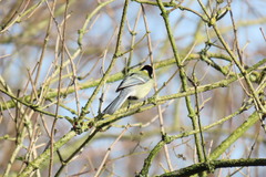 Parus major