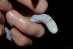 Leposternon microcephalum