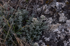 Teucrium capitatum capitatum