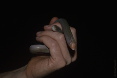 Leposternon microcephalum