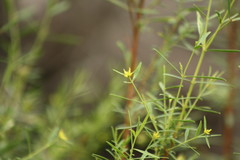 Pimelea neoanglica