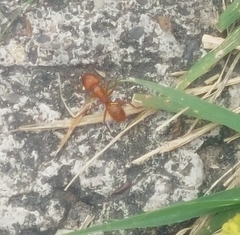 Camponotus hannani