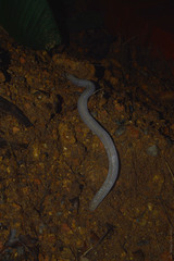 Leposternon microcephalum