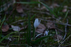 Colchicum hungaricum