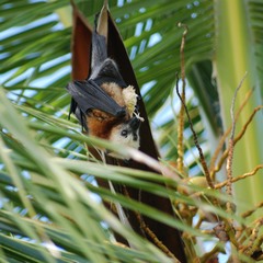 Pteropus aldabrensis