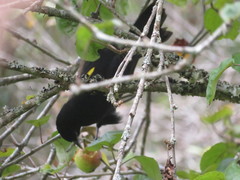 Cacicus chrysonotus
