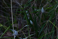 Colchicum hungaricum