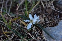 Colchicum hungaricum