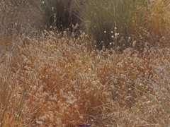 Trifolium angustifolium