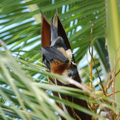 Pteropus aldabrensis