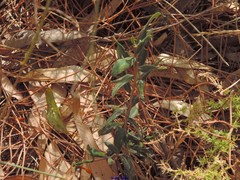 Olea europaea europaea