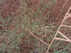 Polygonum equisetiforme