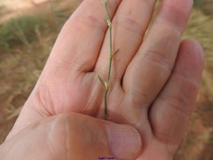 Polygonum equisetiforme