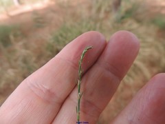 Polygonum equisetiforme