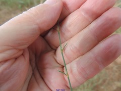 Polygonum equisetiforme