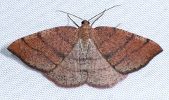 Drepanulatrix carnearia